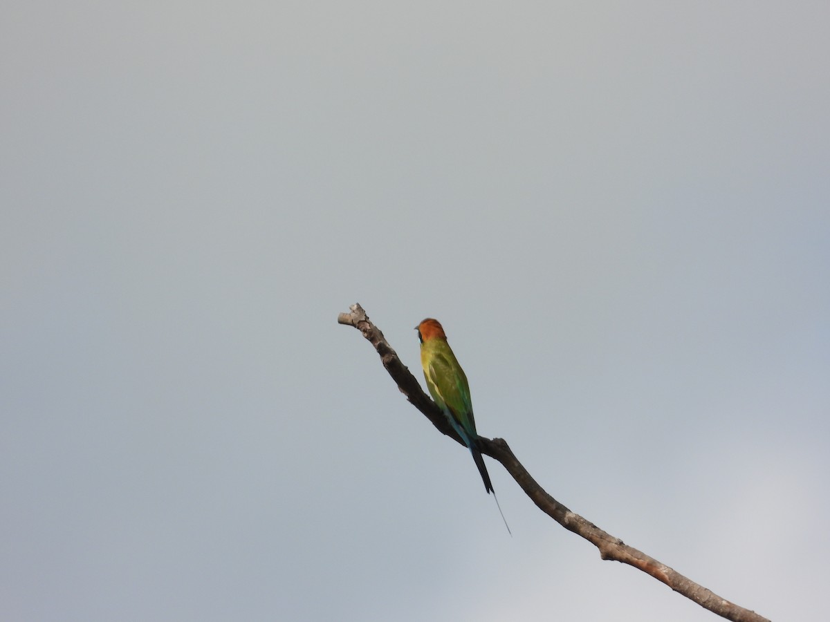 Rainbow Bee-eater - ML546616281