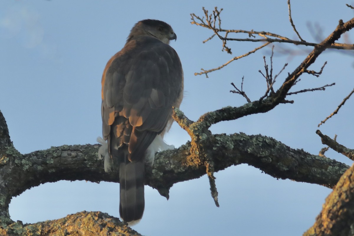 Cooper's Hawk - ML546618131