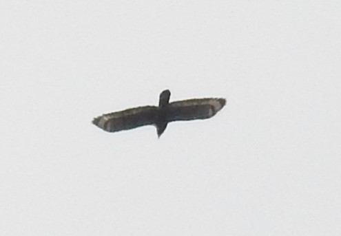 Andaman Serpent-Eagle - ML54661971