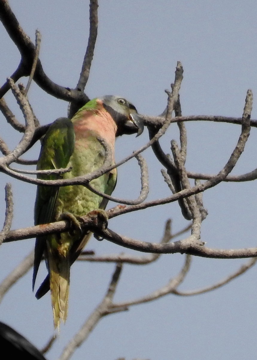 Red-breasted Parakeet - Suhel Quader