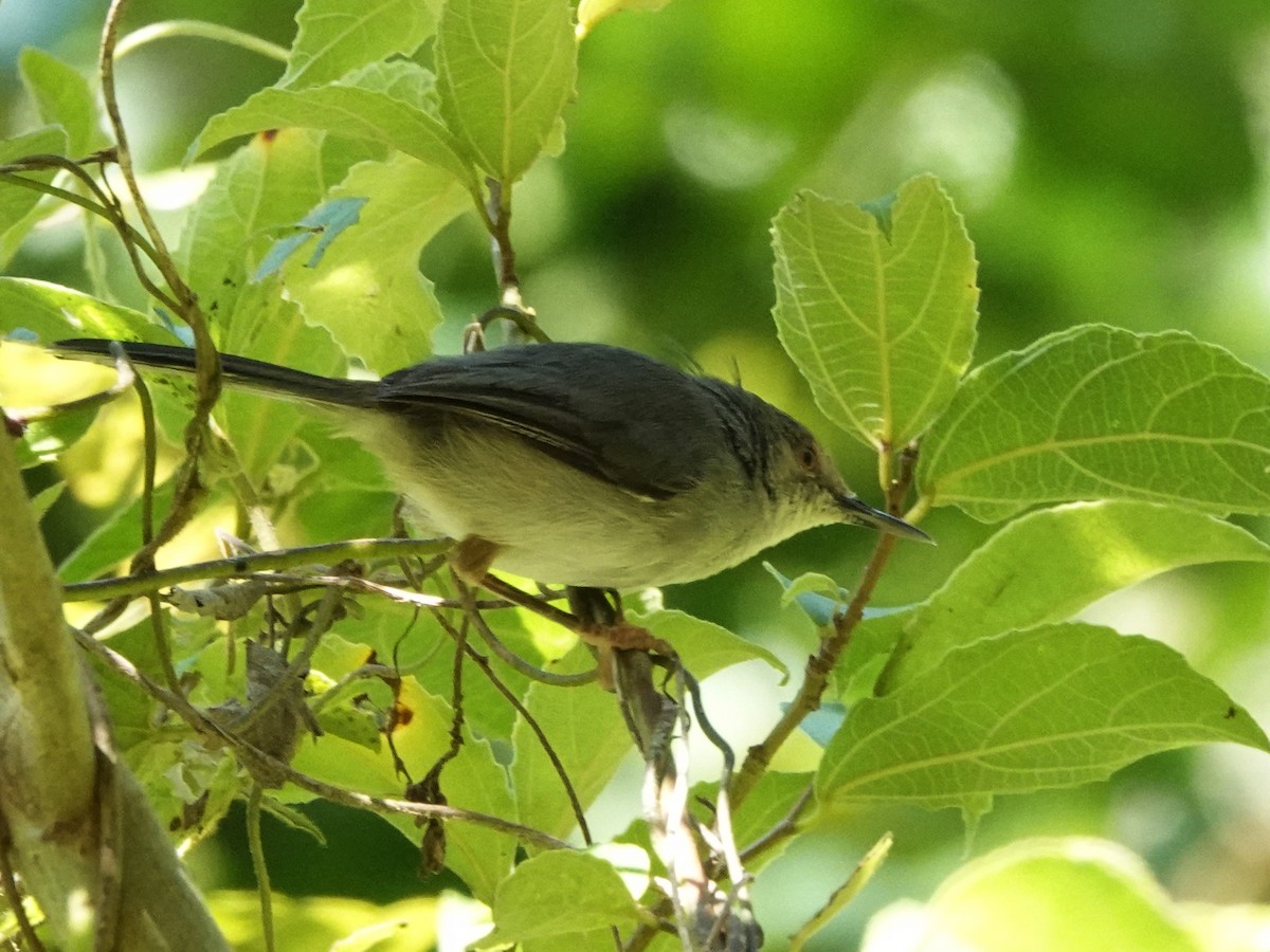Long-billed Tailorbird - ML546622591