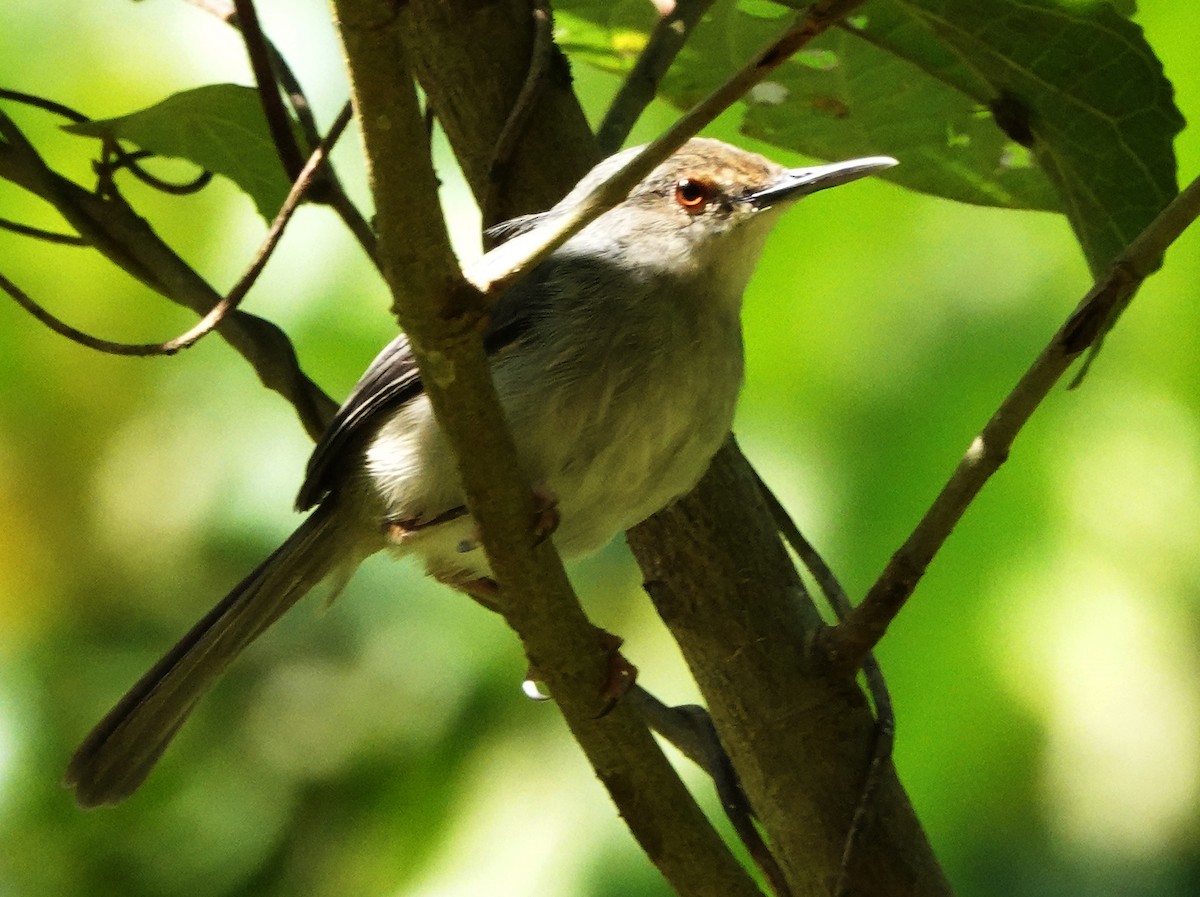Long-billed Tailorbird - John Bargman