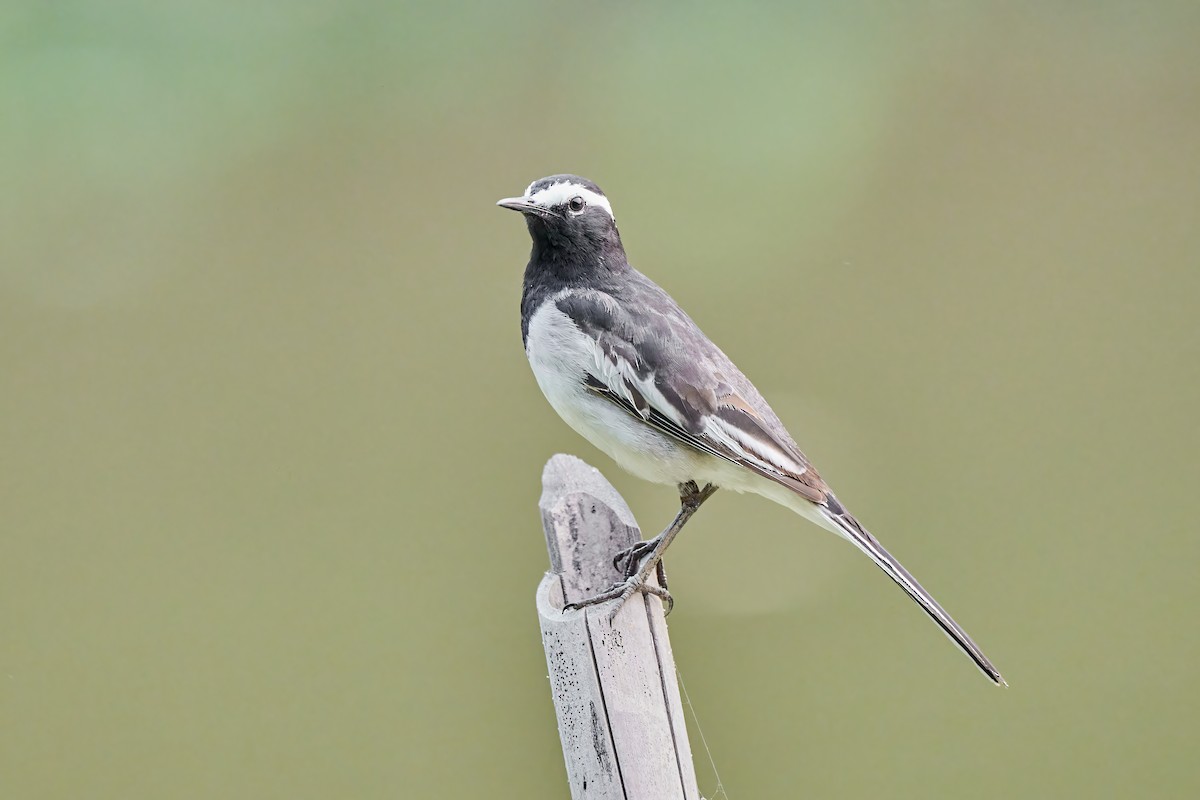 White-browed Wagtail - ML546624961