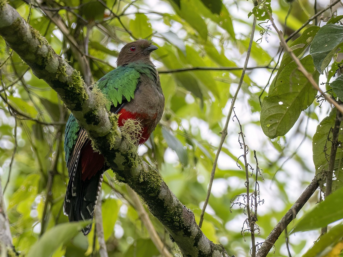 Crested Quetzal - ML546628391