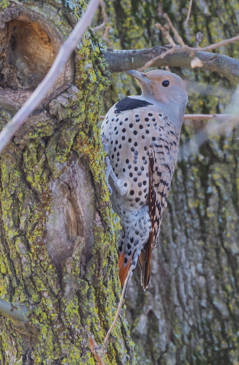 Northern Flicker (Yellow-shafted x Red-shafted) - ML546630981