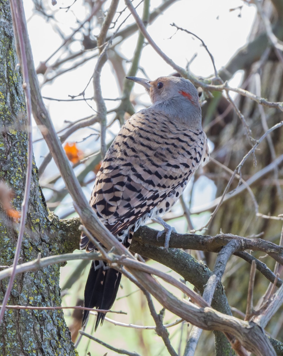 Northern Flicker (Yellow-shafted x Red-shafted) - ML546630991