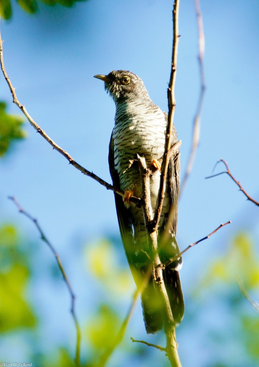 Common Cuckoo - ML546636521