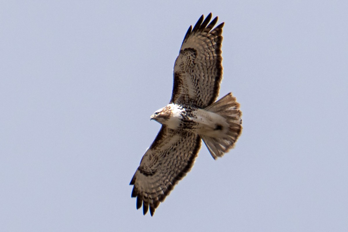 Red-tailed Hawk (Harlan's) - ML546639311