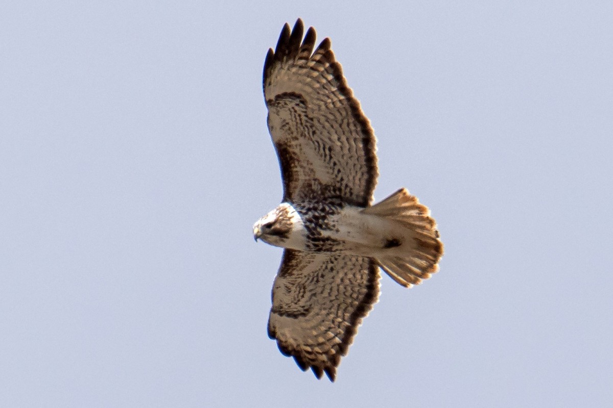 Red-tailed Hawk (Harlan's) - ML546639321