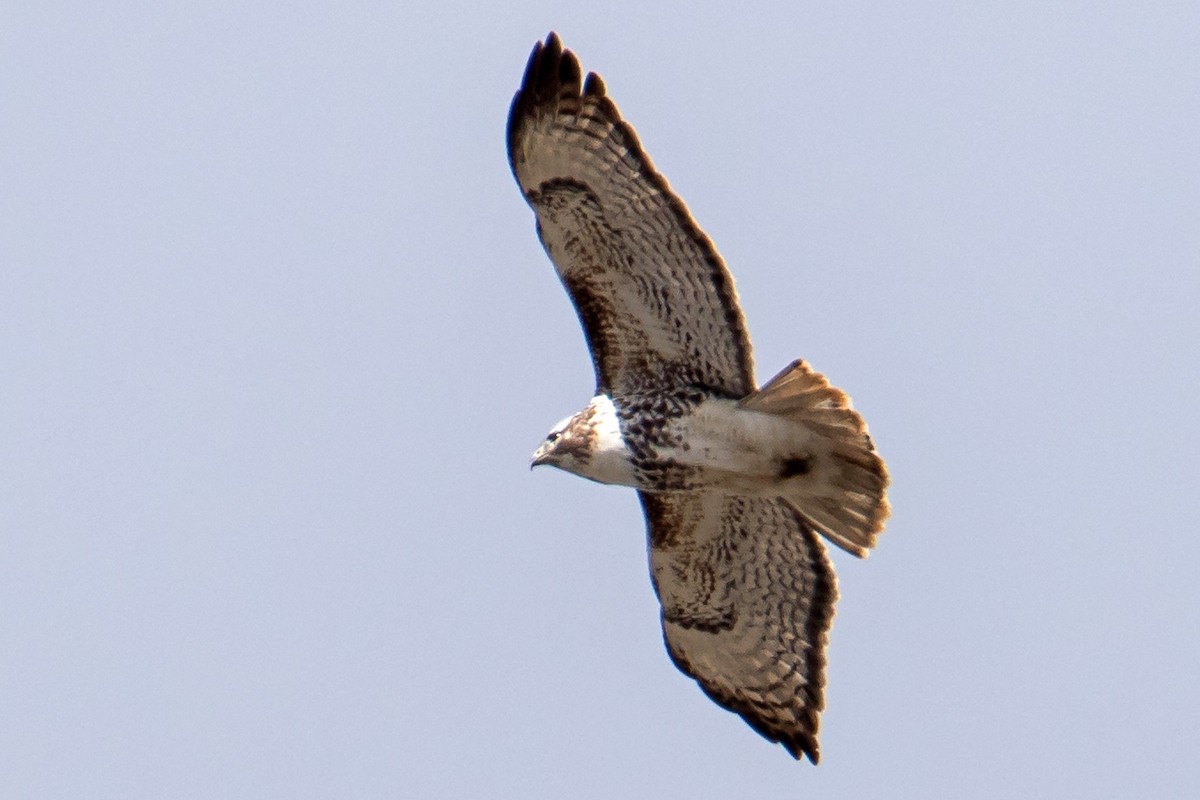 Red-tailed Hawk (Harlan's) - ML546639331