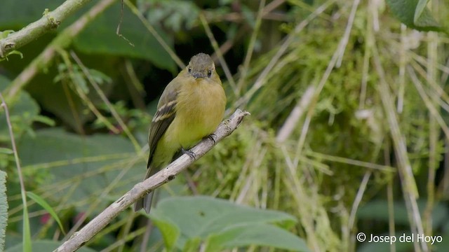 Ochraceous Pewee - ML546640711