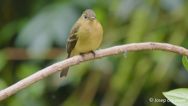 Ochraceous Pewee - ML546640721