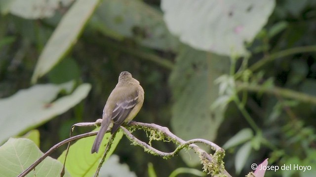 Ochraceous Pewee - ML546640741