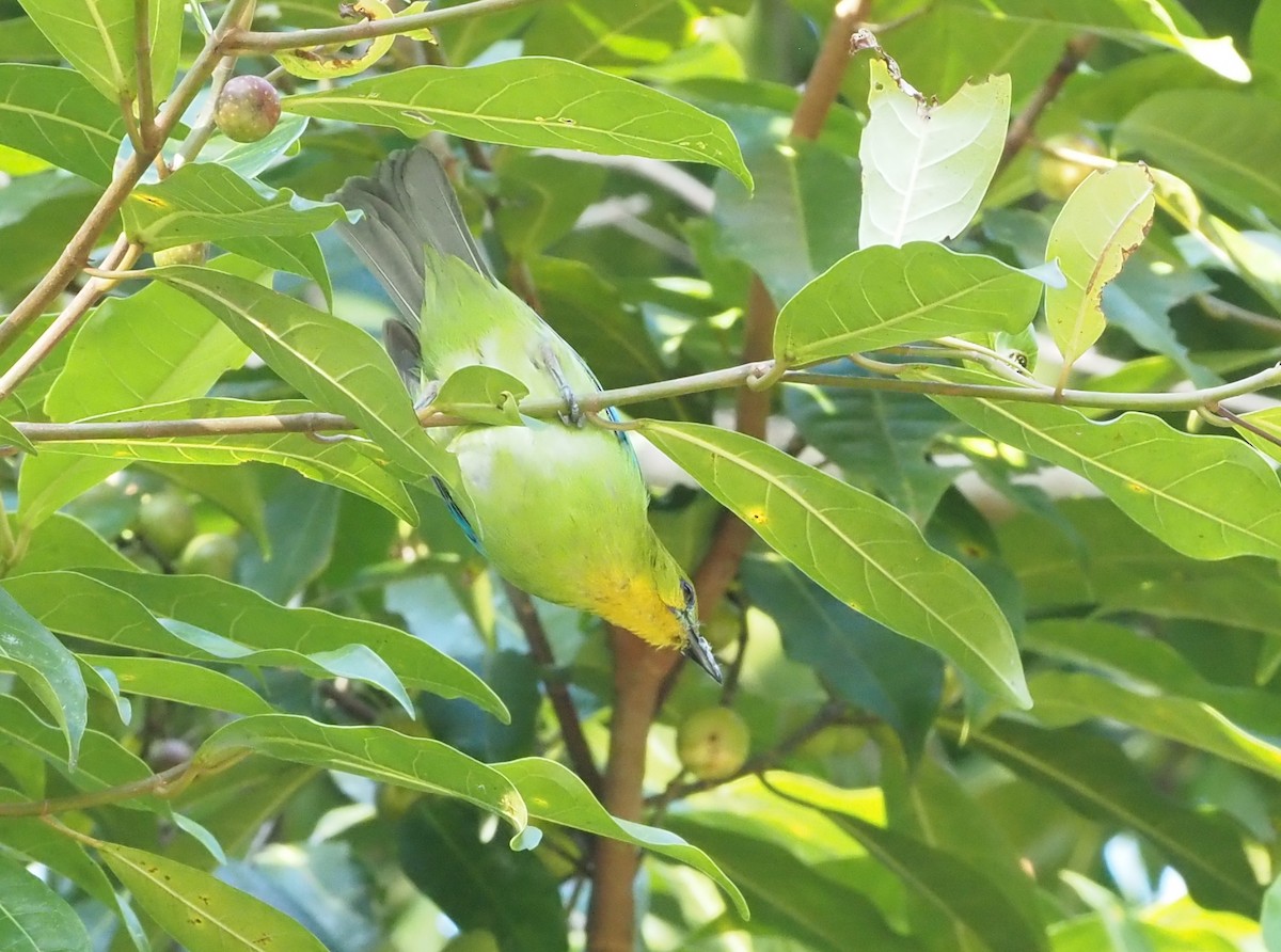 Yellow-throated Leafbird - ML546649831