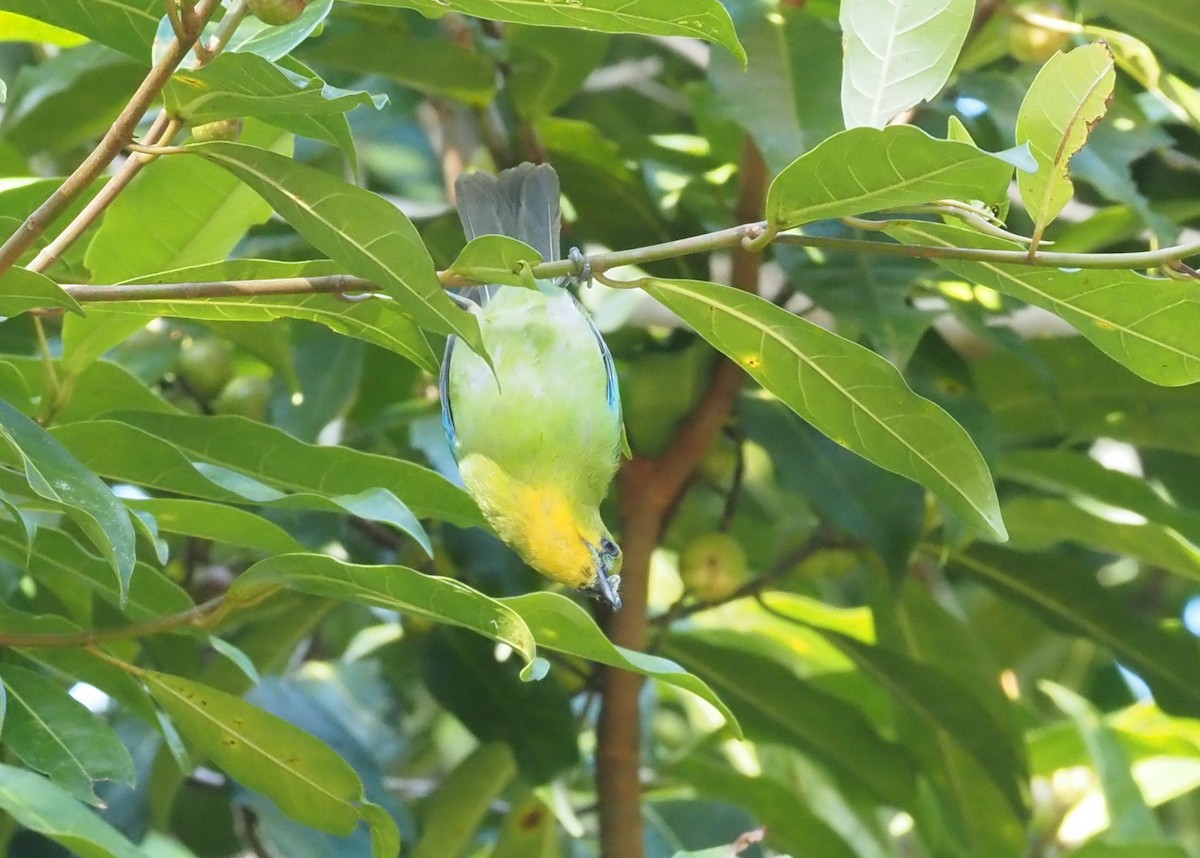 Yellow-throated Leafbird - ML546649841