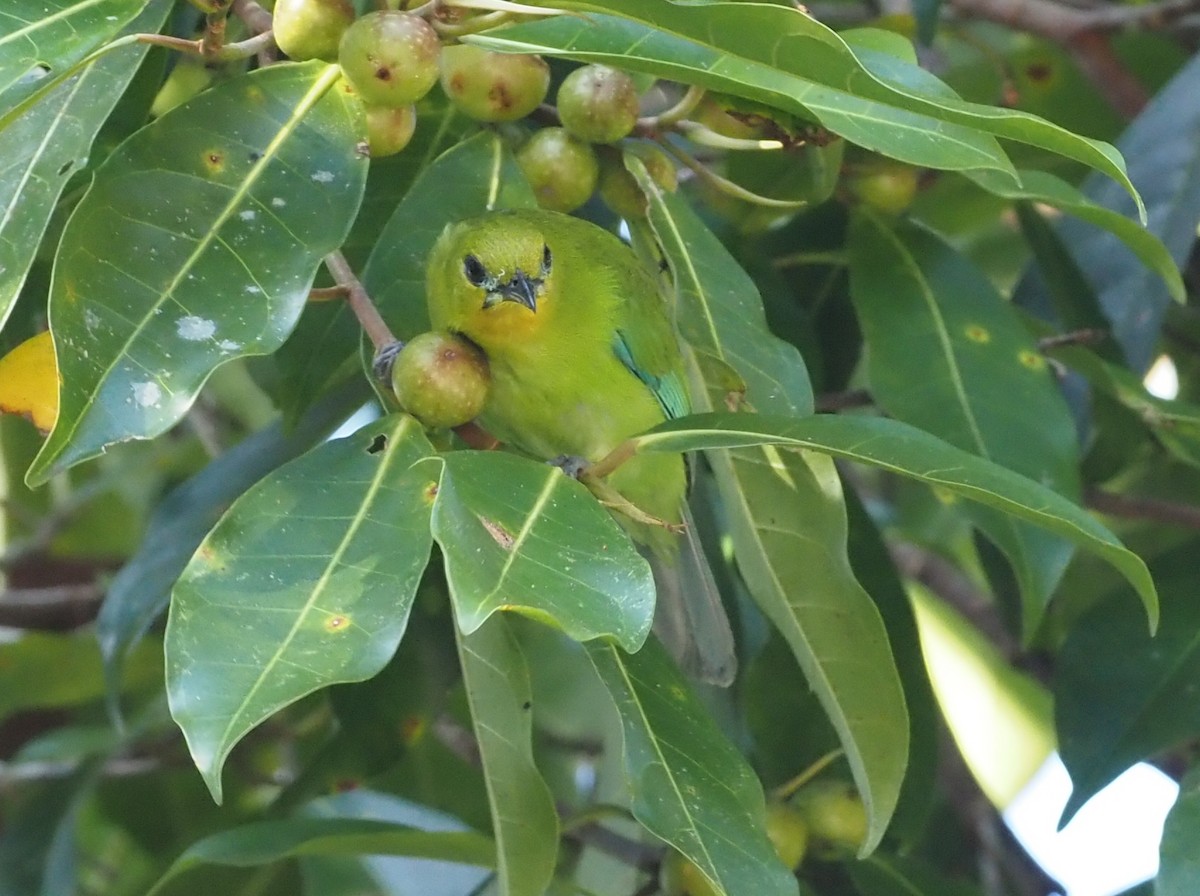 Yellow-throated Leafbird - ML546649871