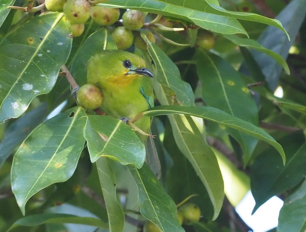 Yellow-throated Leafbird - ML546649891