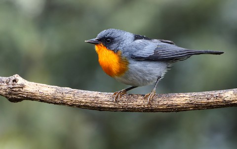 Flame Robin - eBird