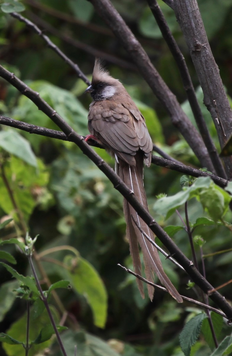 Speckled Mousebird - ML54665591