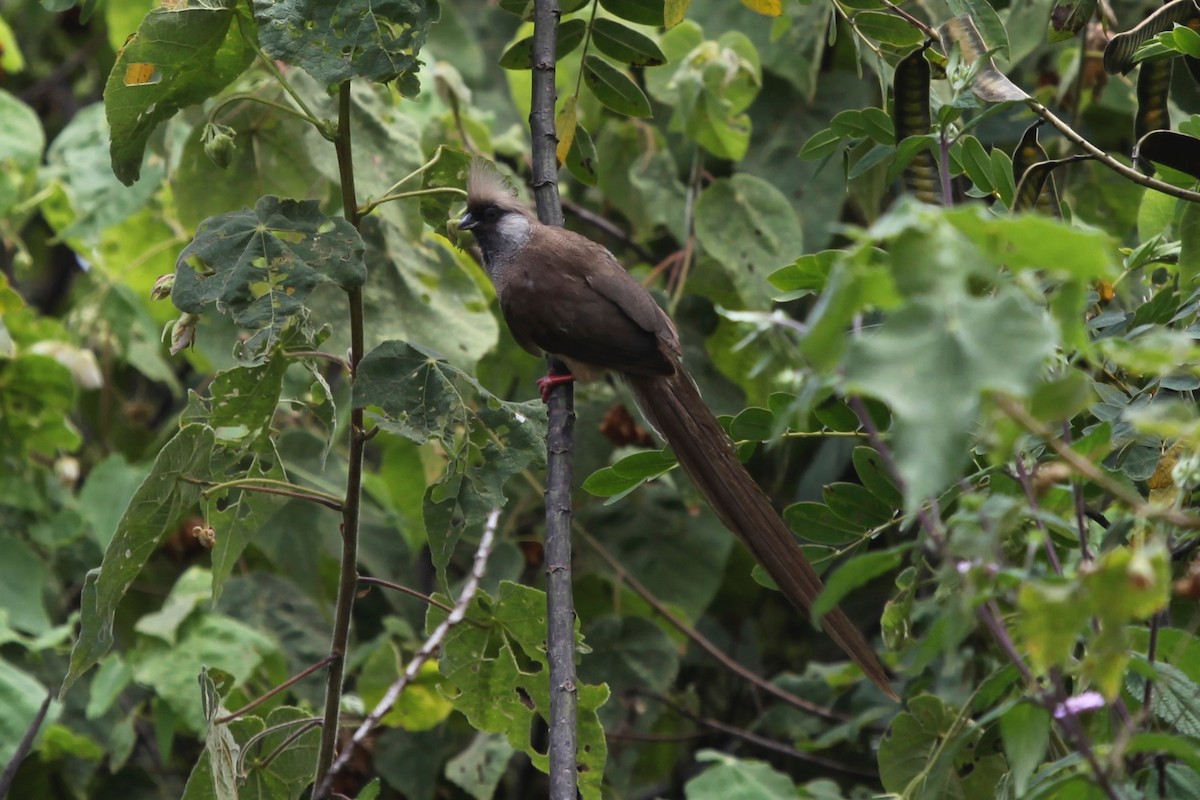 Speckled Mousebird - ML54665601