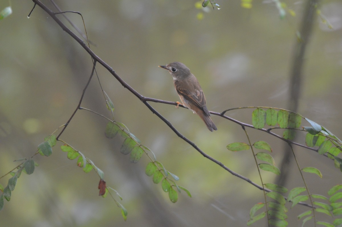 Brown-breasted Flycatcher - ML546656081