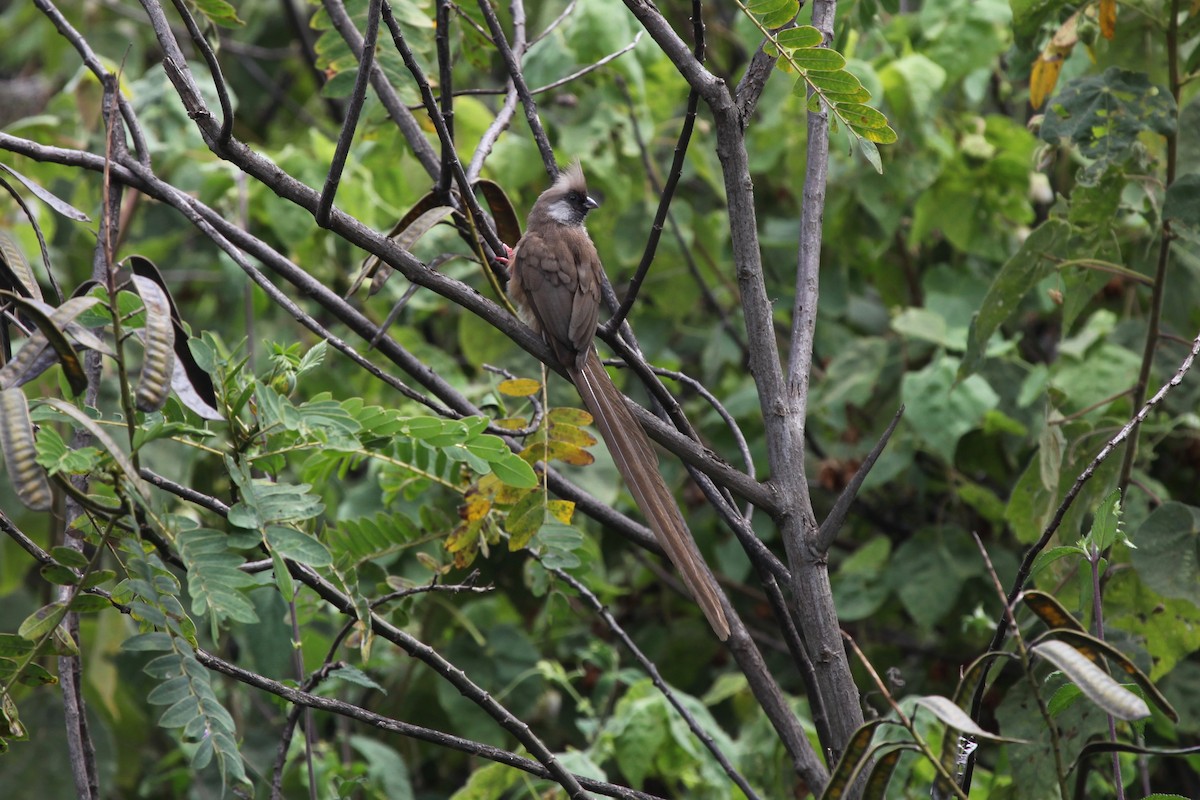 Speckled Mousebird - ML54665611