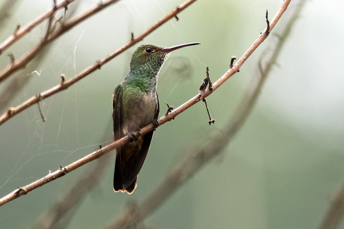 Rufous-tailed Hummingbird - ML546660791
