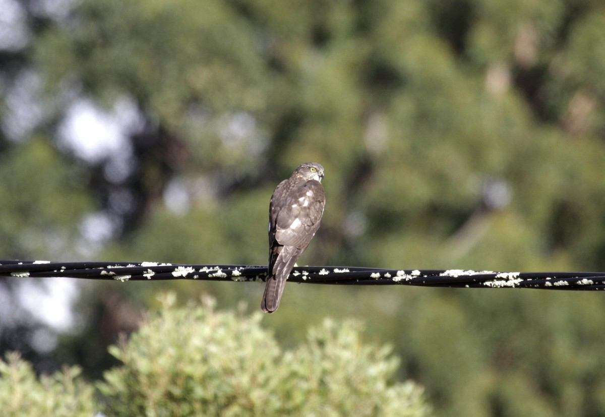 Collared Sparrowhawk - ML54666091