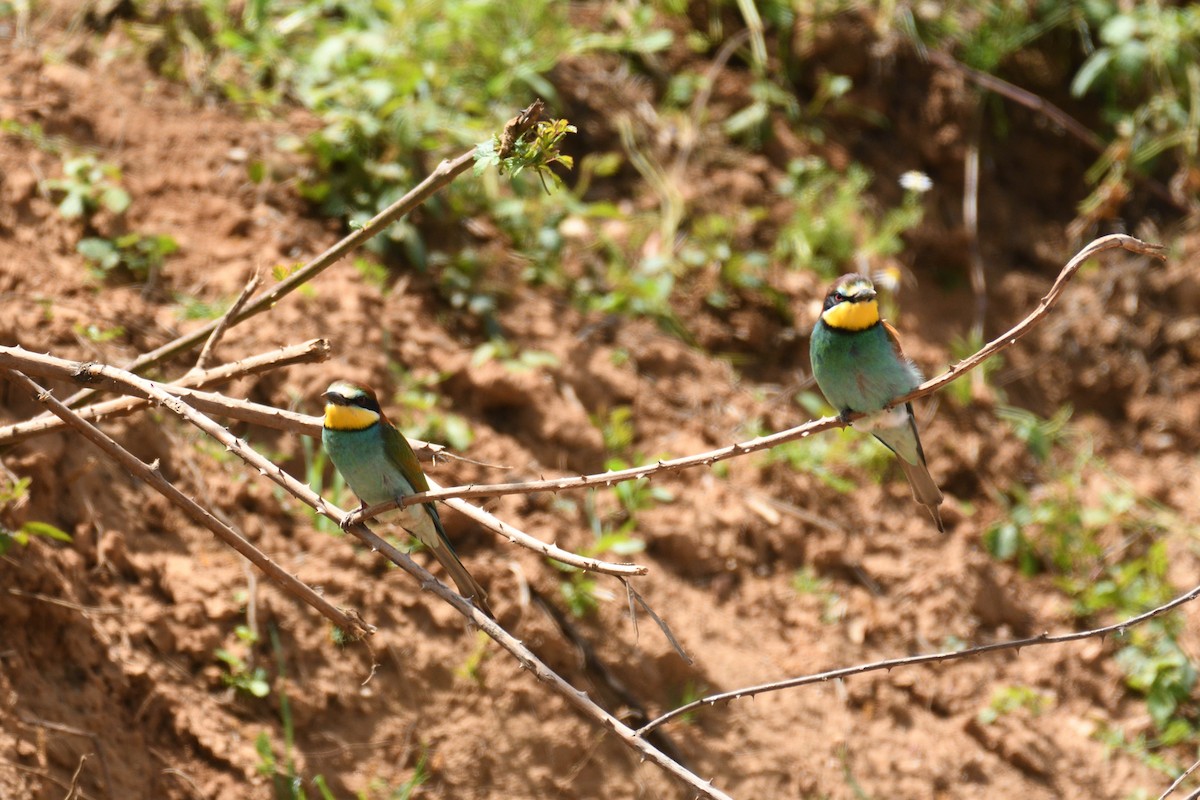 European Bee-eater - ML546661611