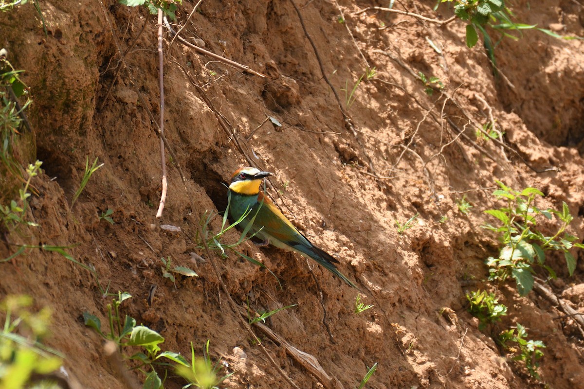 European Bee-eater - ML546661621
