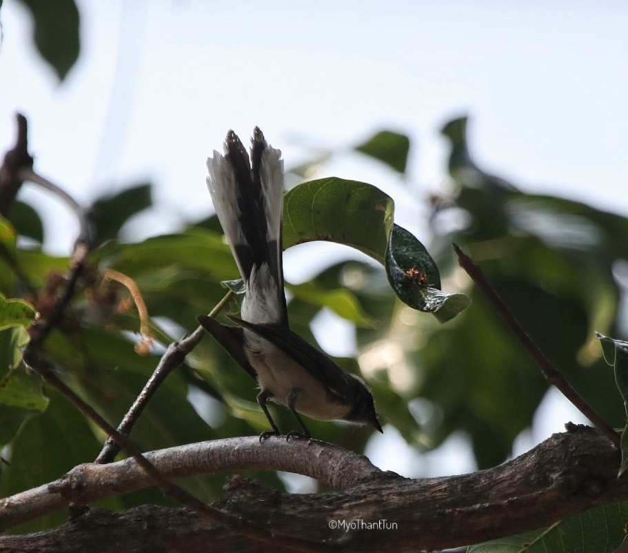 White-browed Fantail - ML546662151