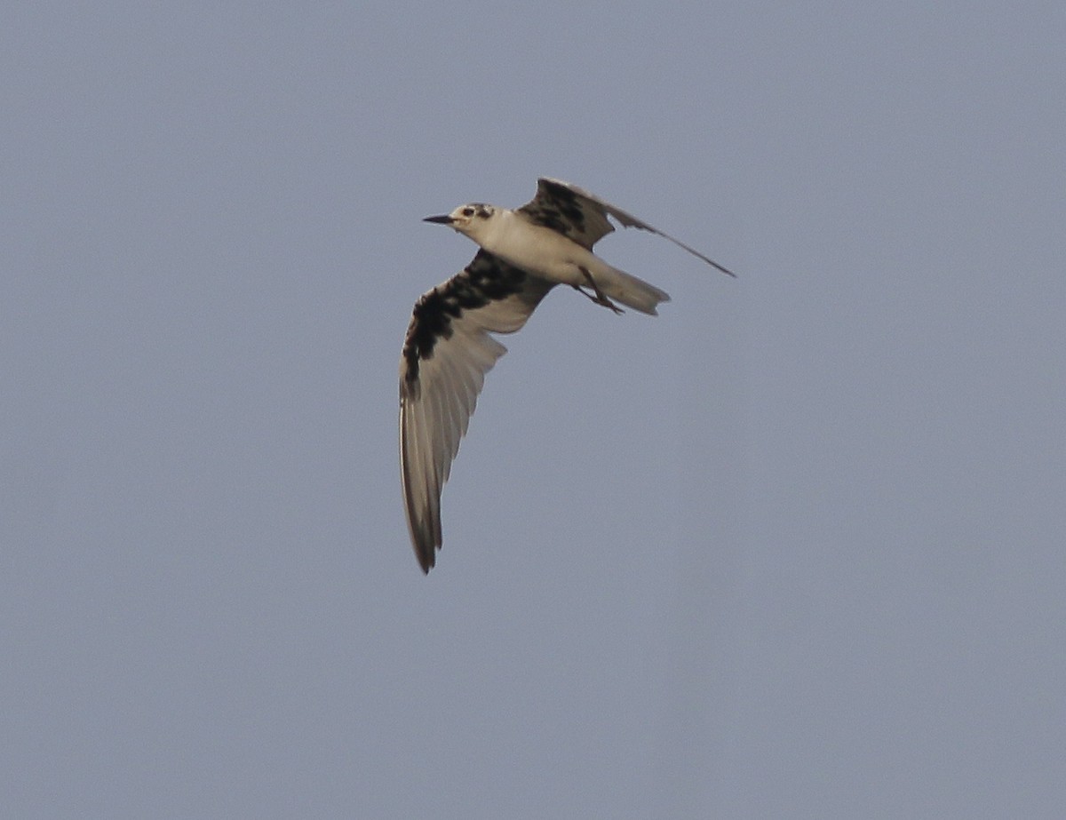 White-winged Tern - ML546666201