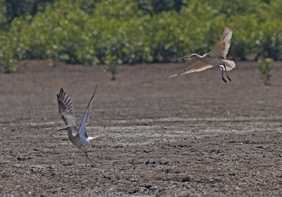 Eurasian Curlew - Neoh Hor Kee