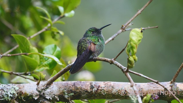 クロスジオジロハチドリ - eBird