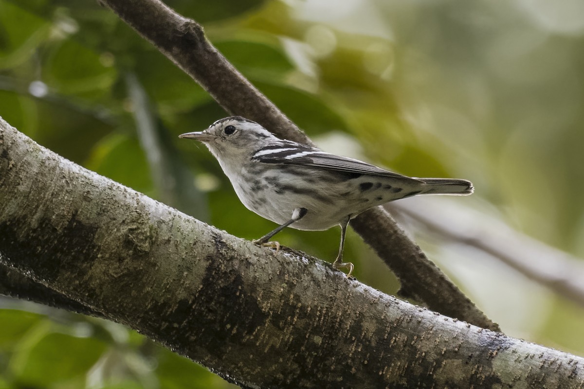 Black-and-white Warbler - ML546673151