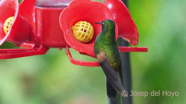 Stripe-tailed Hummingbird - ML546674441