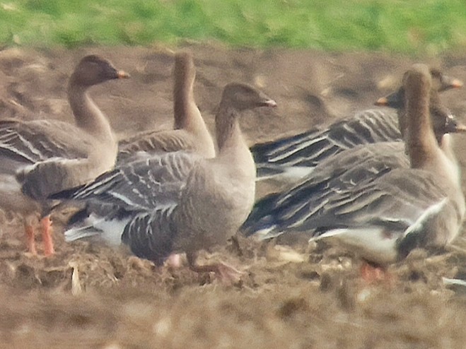 Pink-footed Goose - ML546681561