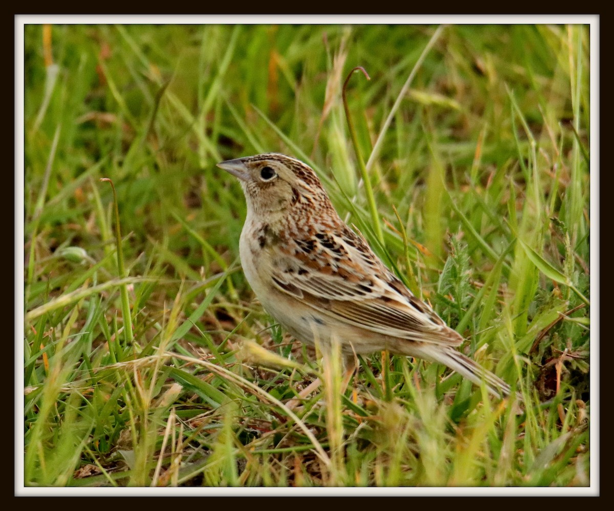 Grasshopper Sparrow - Albert Linkowski