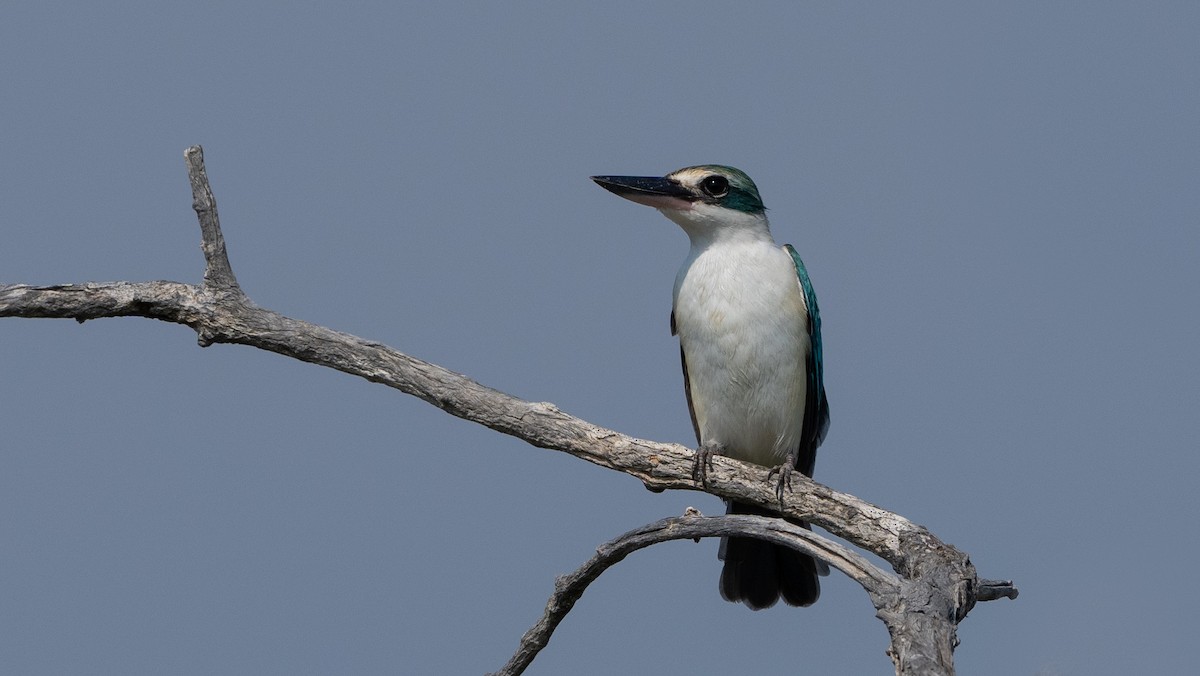 Collared Kingfisher (Arabian) - ML546683141