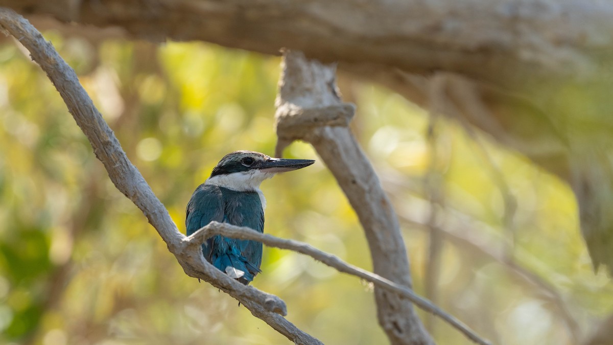 Collared Kingfisher (Arabian) - ML546683151