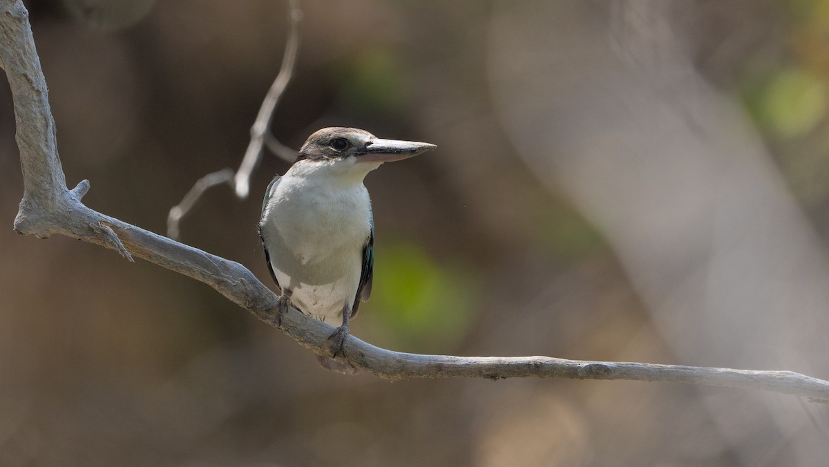 Collared Kingfisher (Arabian) - ML546683161