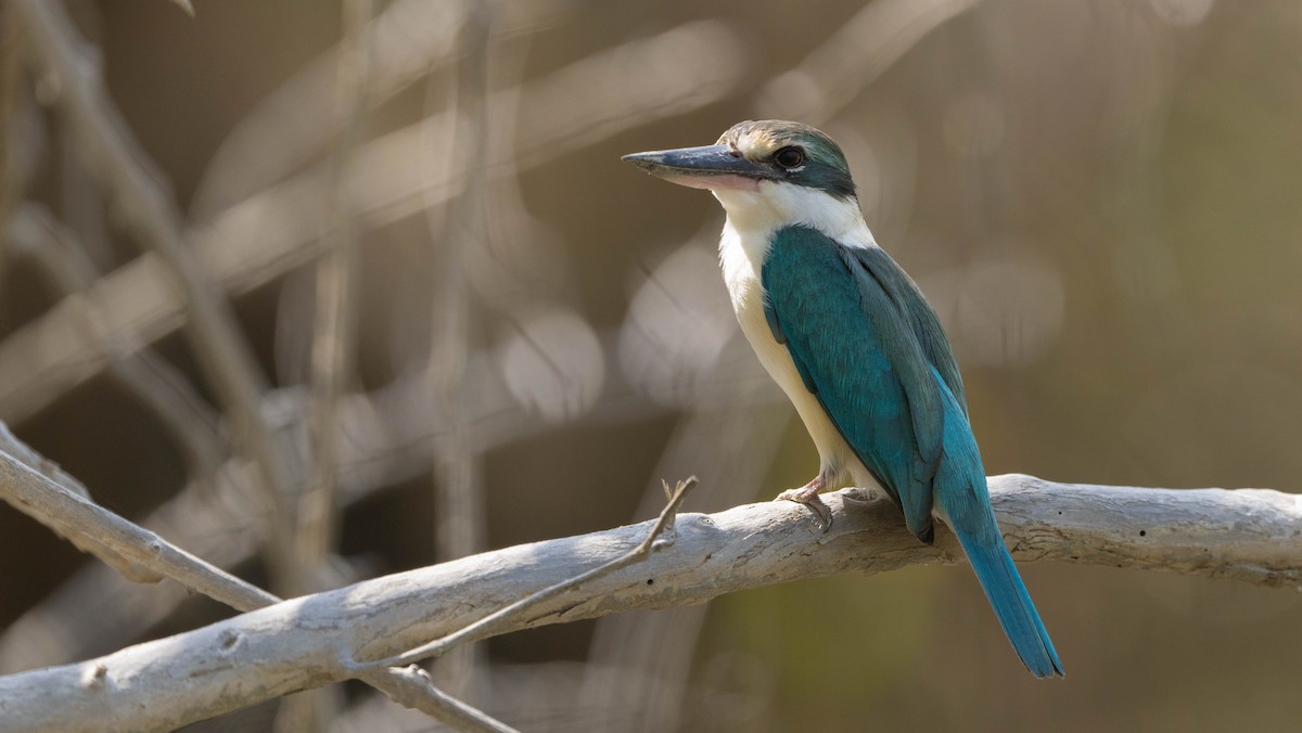 Collared Kingfisher (Arabian) - ML546683171
