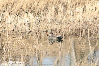Gadwall, ML546684101