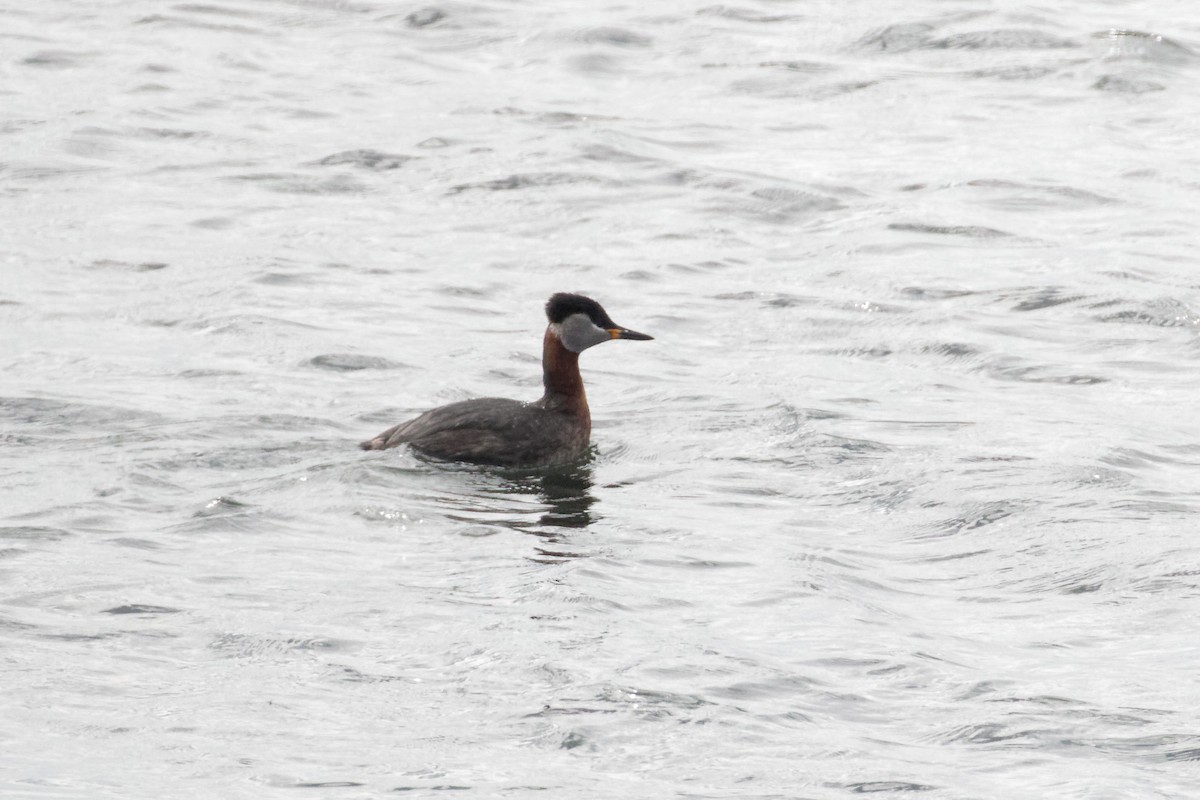 Red-necked Grebe - ML54668551