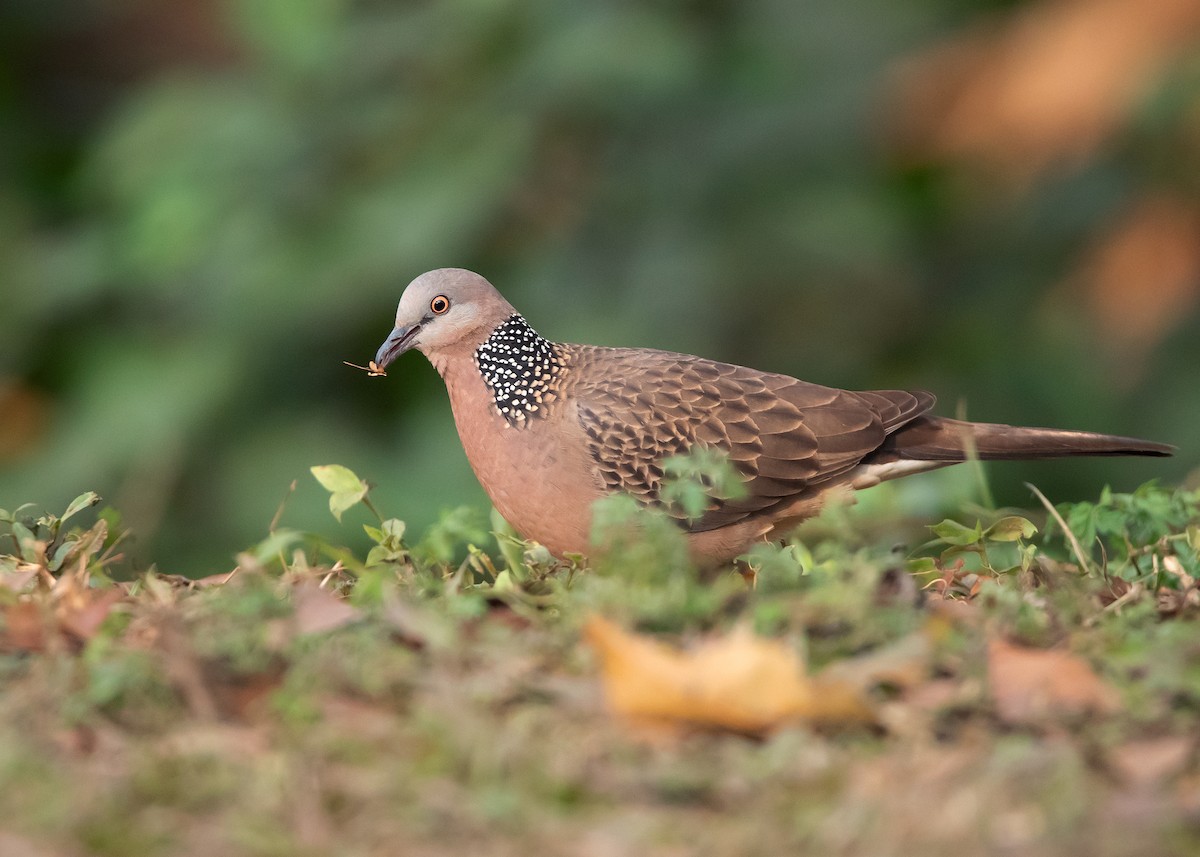 Spotted Dove (Eastern) - ML546690771
