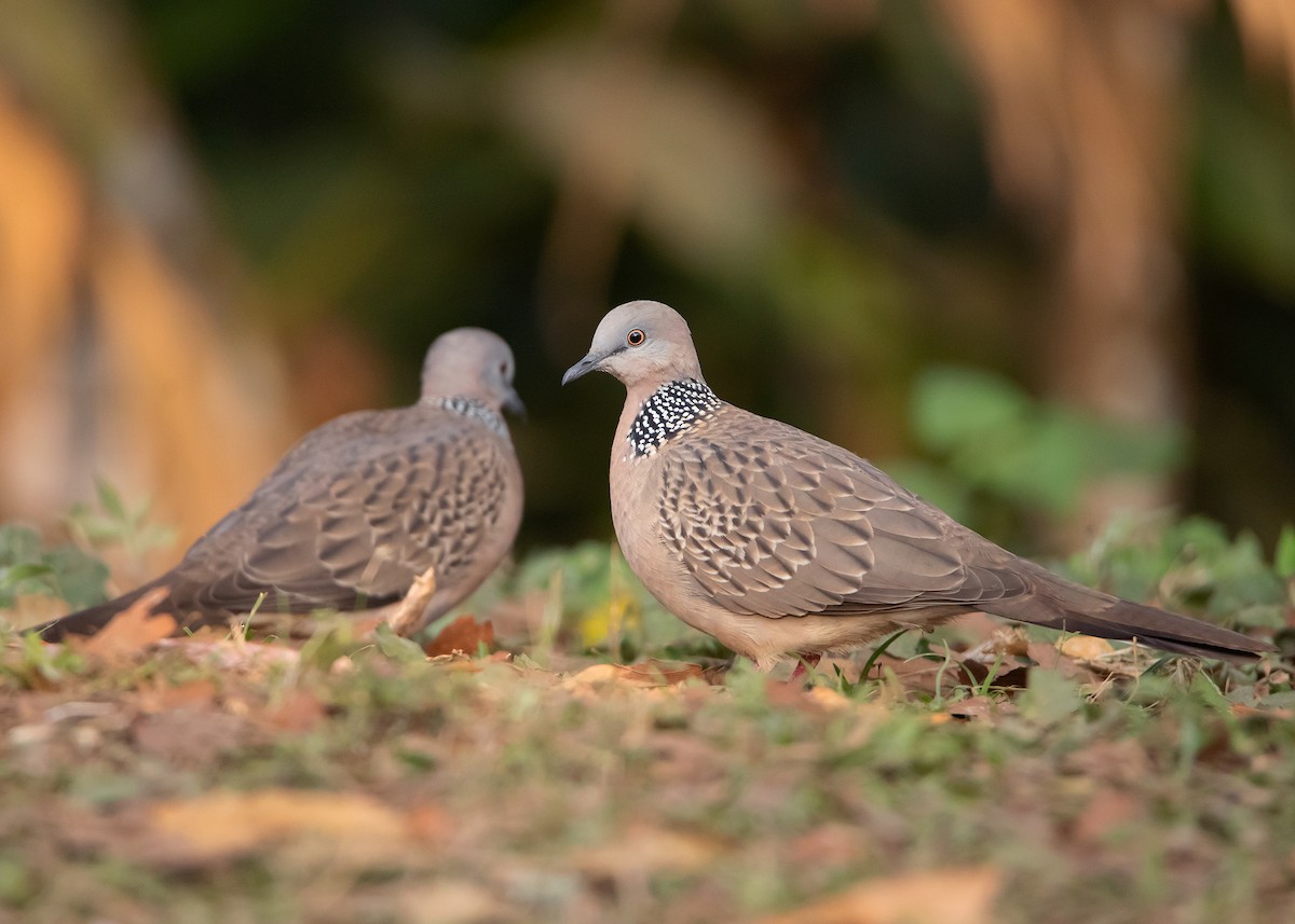 Spotted Dove (Eastern) - ML546690781
