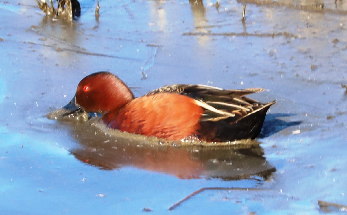 Cinnamon Teal - ML546702541