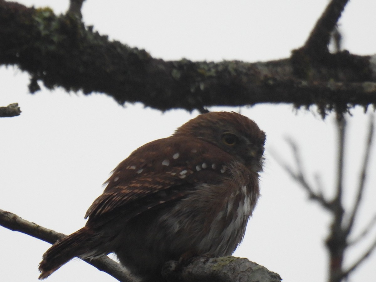 Ferruginous Pygmy-Owl - ML546707781