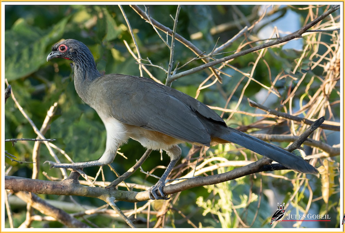 West Mexican Chachalaca - ML546711231