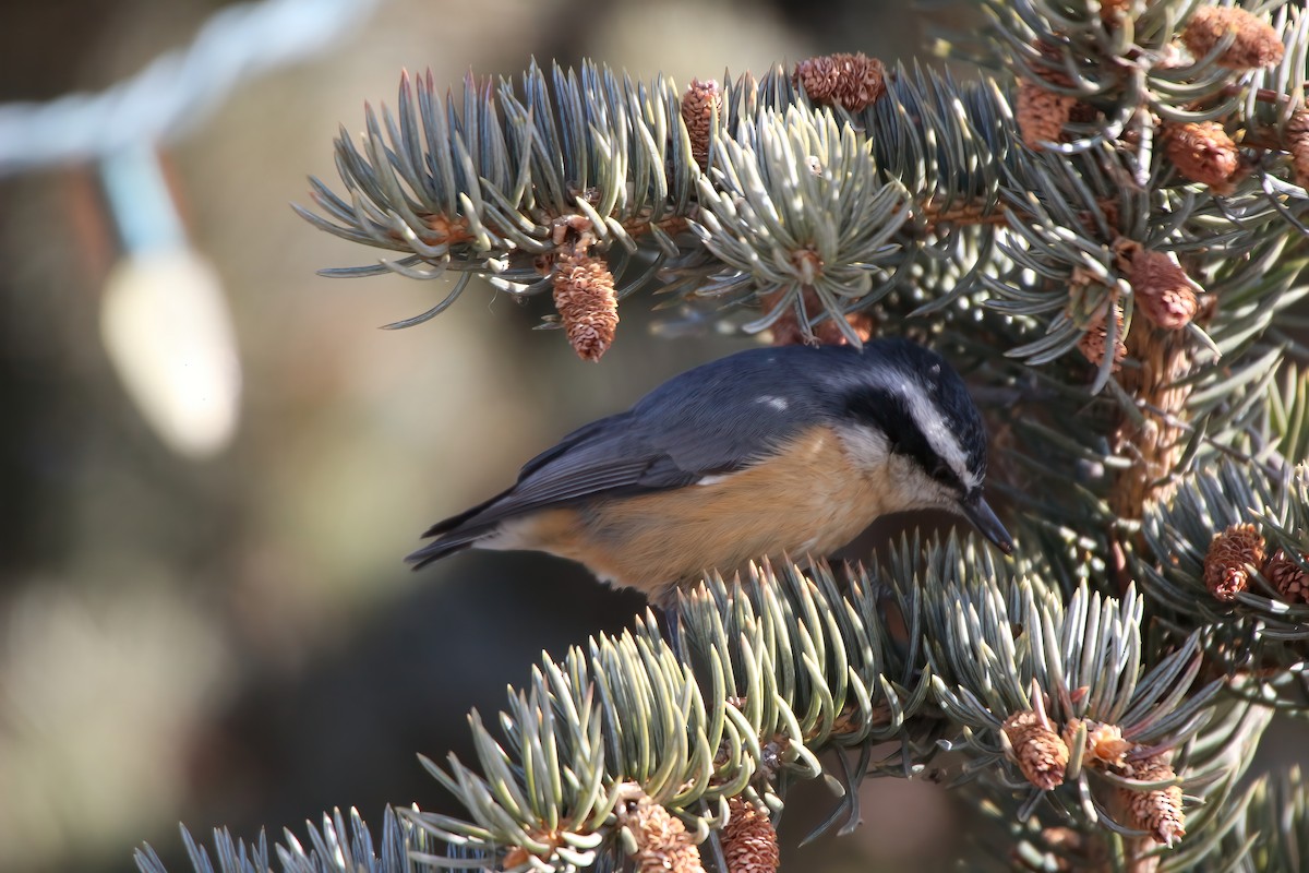 Red-breasted Nuthatch - ML546716151